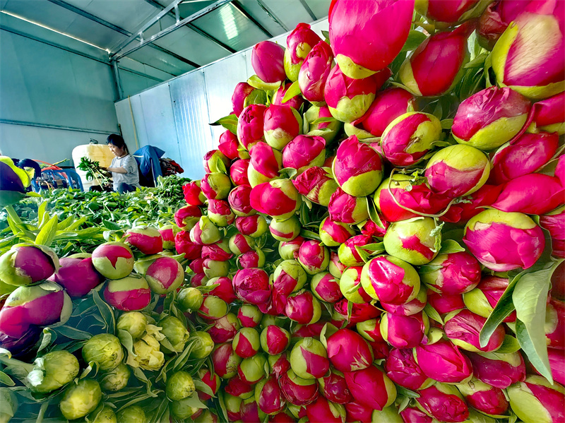 新鲜的芍药等待着发往各地。郜玉华摄