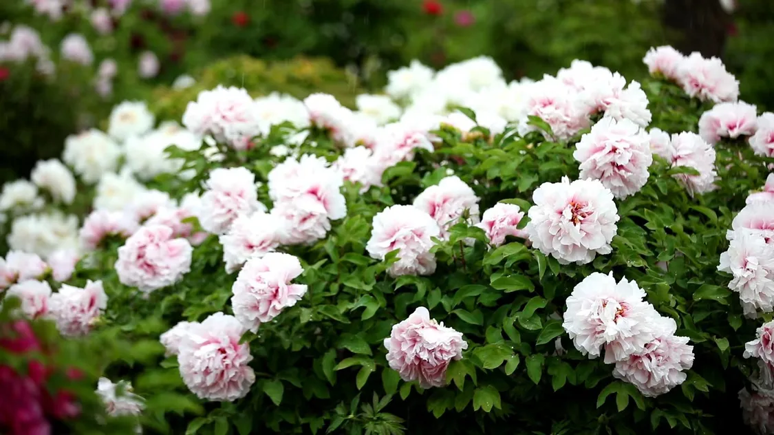 图片来源：网信菏泽