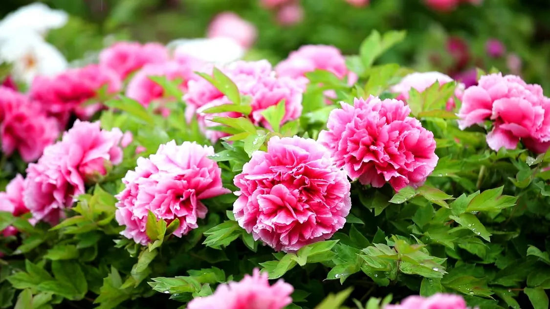 图片来源：网信菏泽