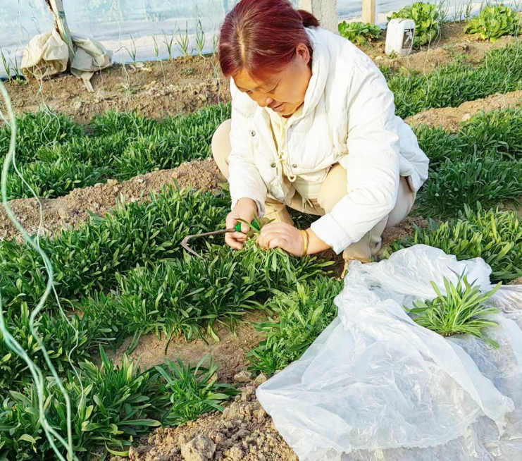 潍坊寿光菜农孟艳霞野菜生出增收路