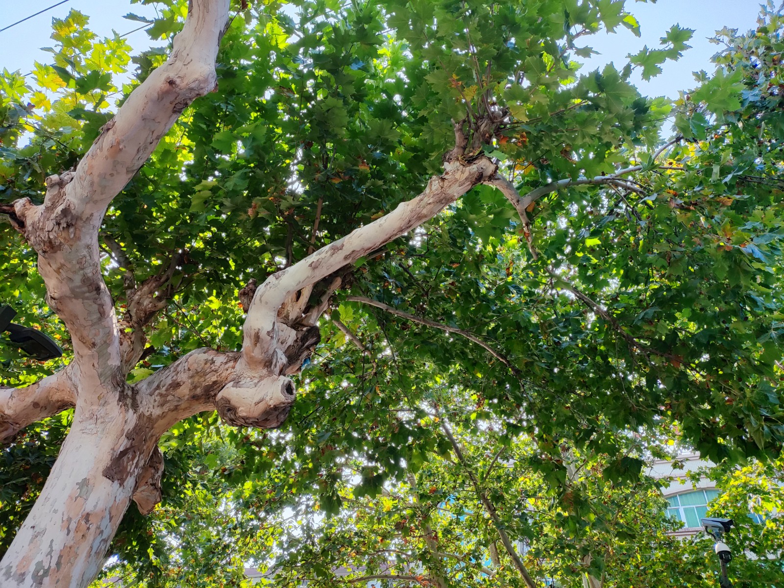 潍坊寿光:秋色中的法国梧桐