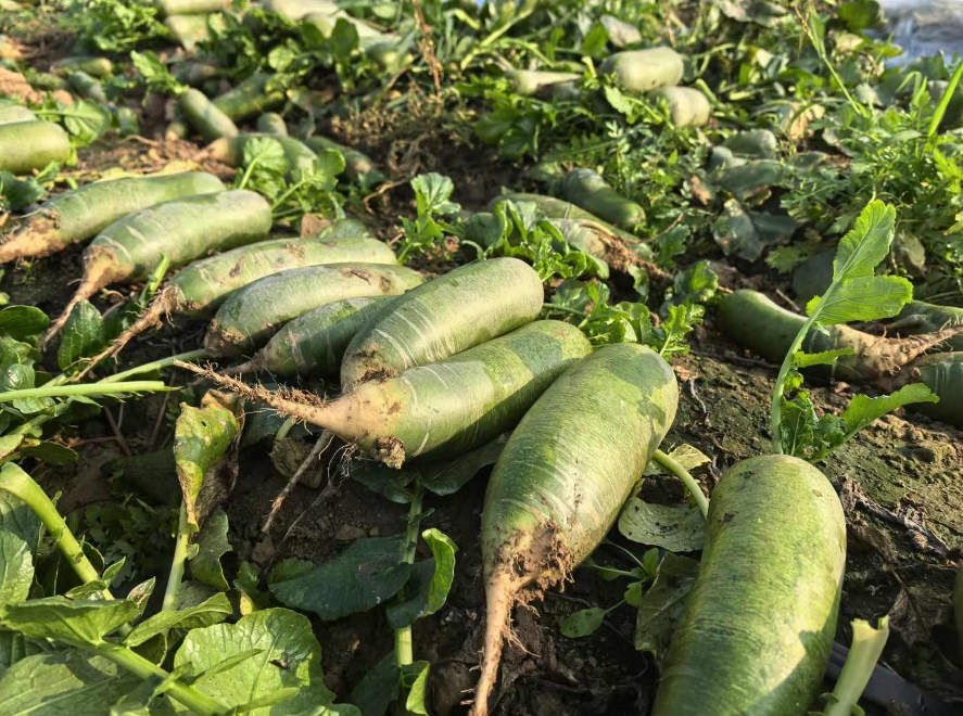 微信截图_20241120141449