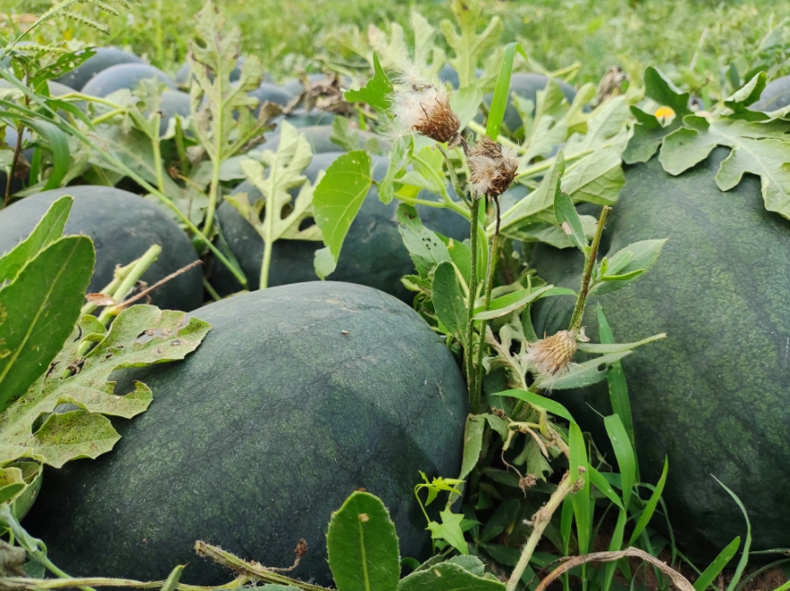 潍坊寿光双王城:沙瓤如蜜 "景蜜宝"西瓜上市