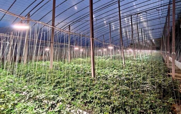 寿光蔬菜大棚尽显科技范儿