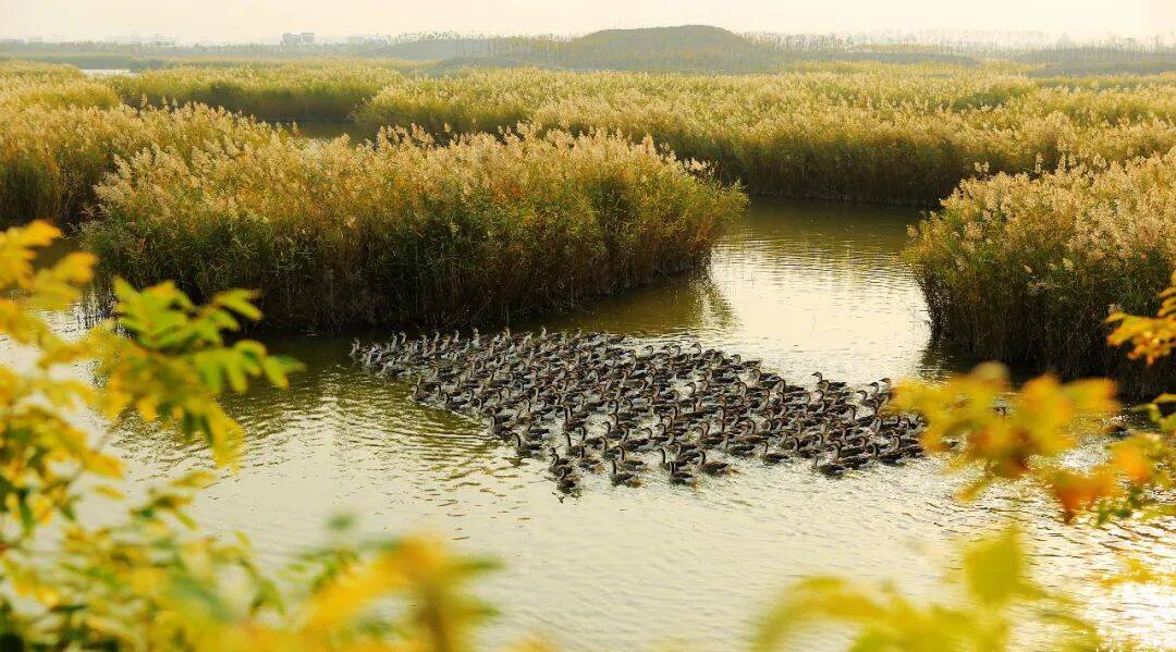 寿光巨淀湖风景区入选好客山东乡村好时节乡村旅游网红打卡地
