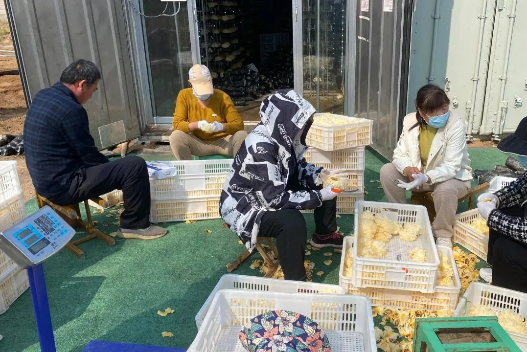 潍坊诸城龙都街道:科技赋能"微型工厂" 智慧农业不可"菇"量