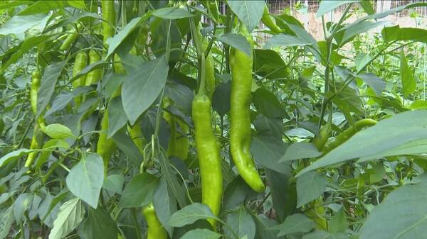 青州冬季大棚辣椒如何管理