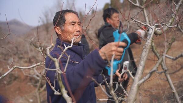 青州农技专家田间支招把脉问诊果树管理