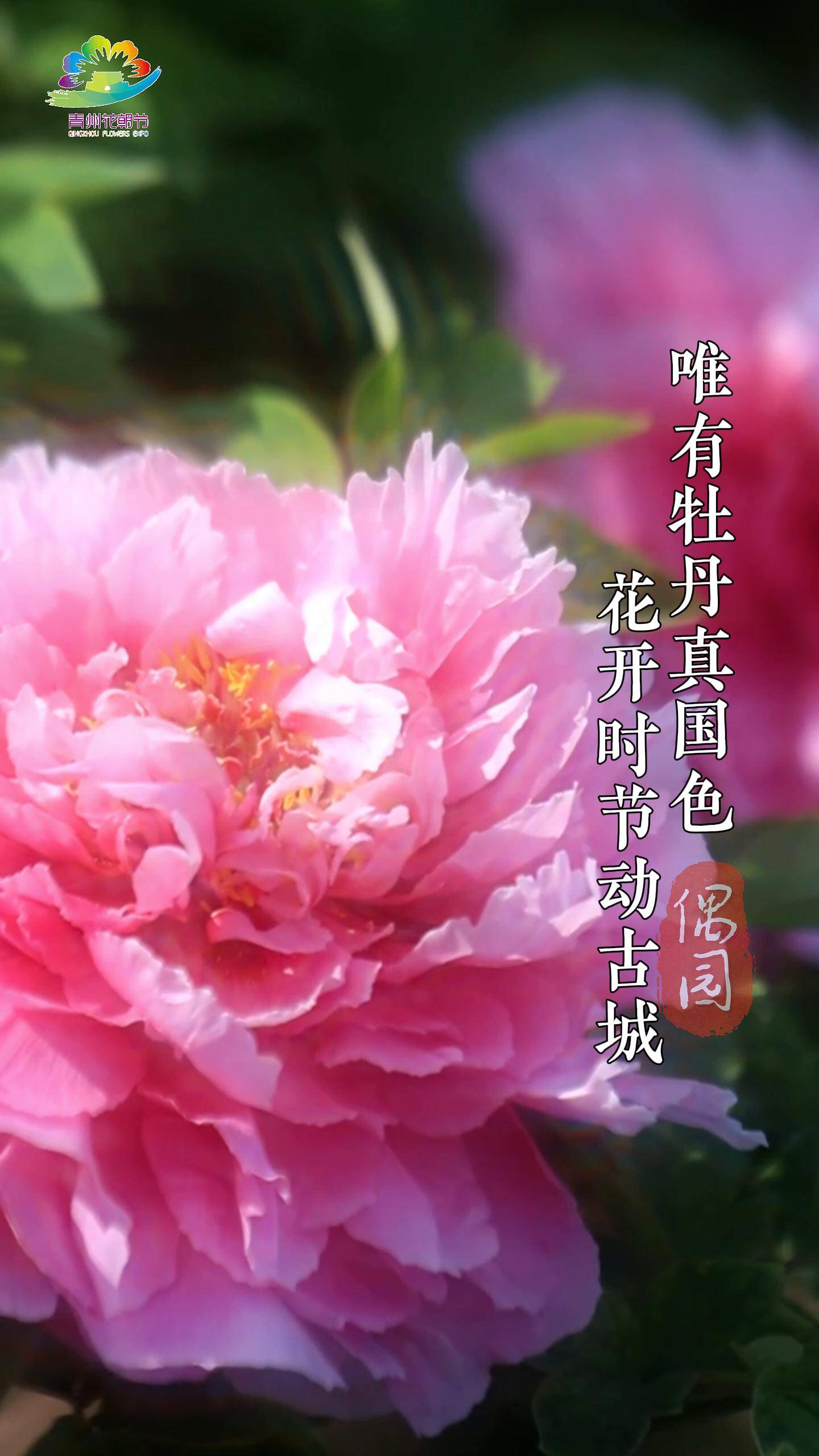 潍坊青州:唯有牡丹真国色 花开时节动古城
