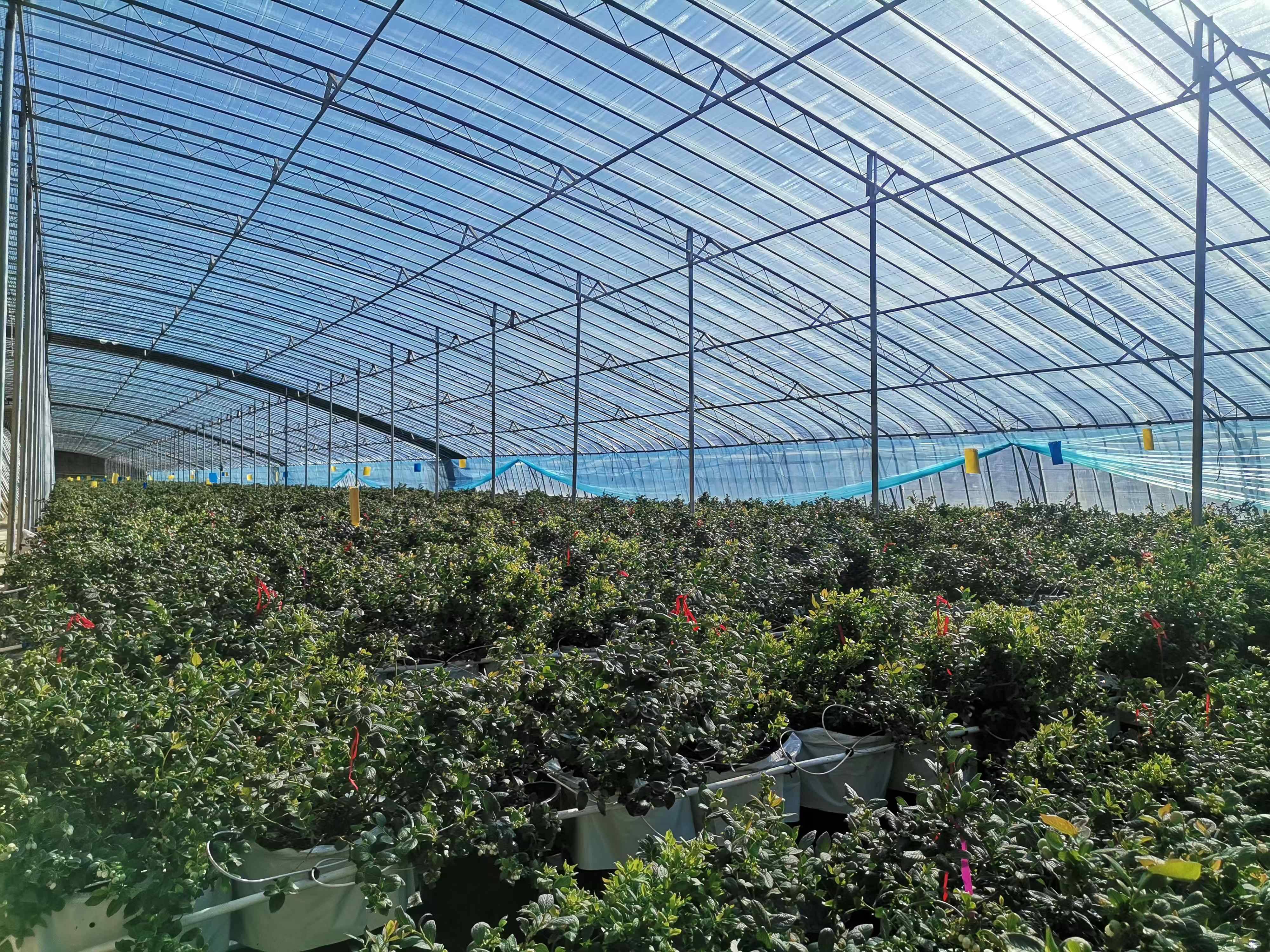 "与传统的蓝莓种植方式不同,该产业园采用基质盆栽方式,每个植株盆里