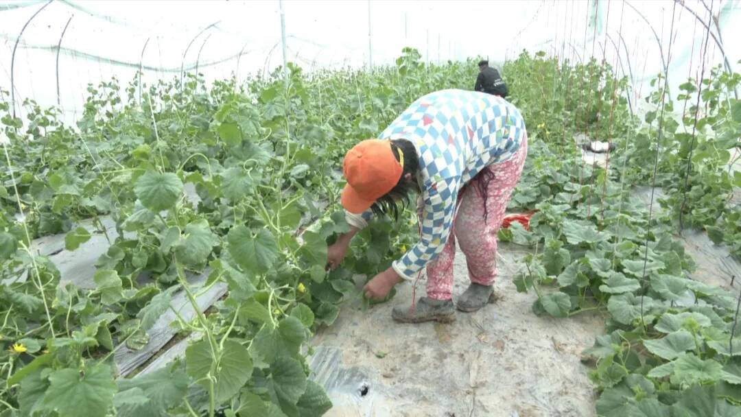 在胡集镇白梨瓜种植大棚中,瓜农张洪喜和家人正在对白梨瓜进行种植