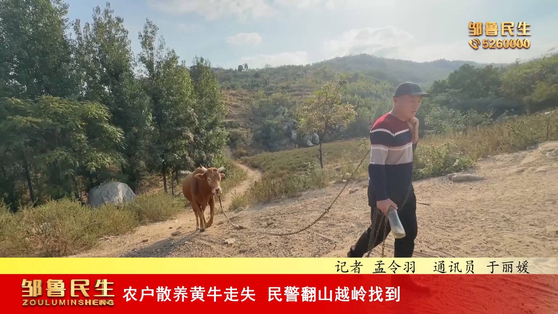 【视频新闻】农户散养黄牛走失  民警翻山越岭找到