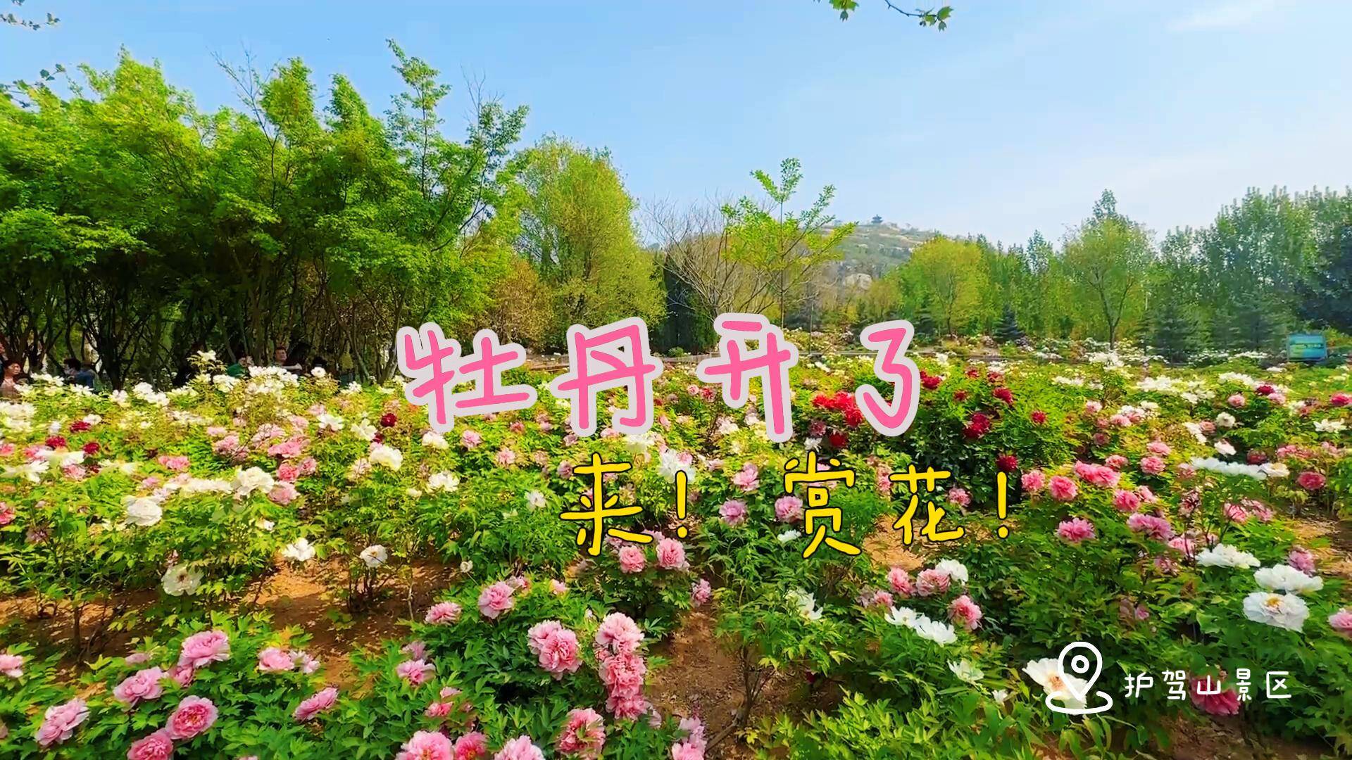 【邹视频·社会】60秒|邹城护驾山景区牡丹开了 来！赏花！