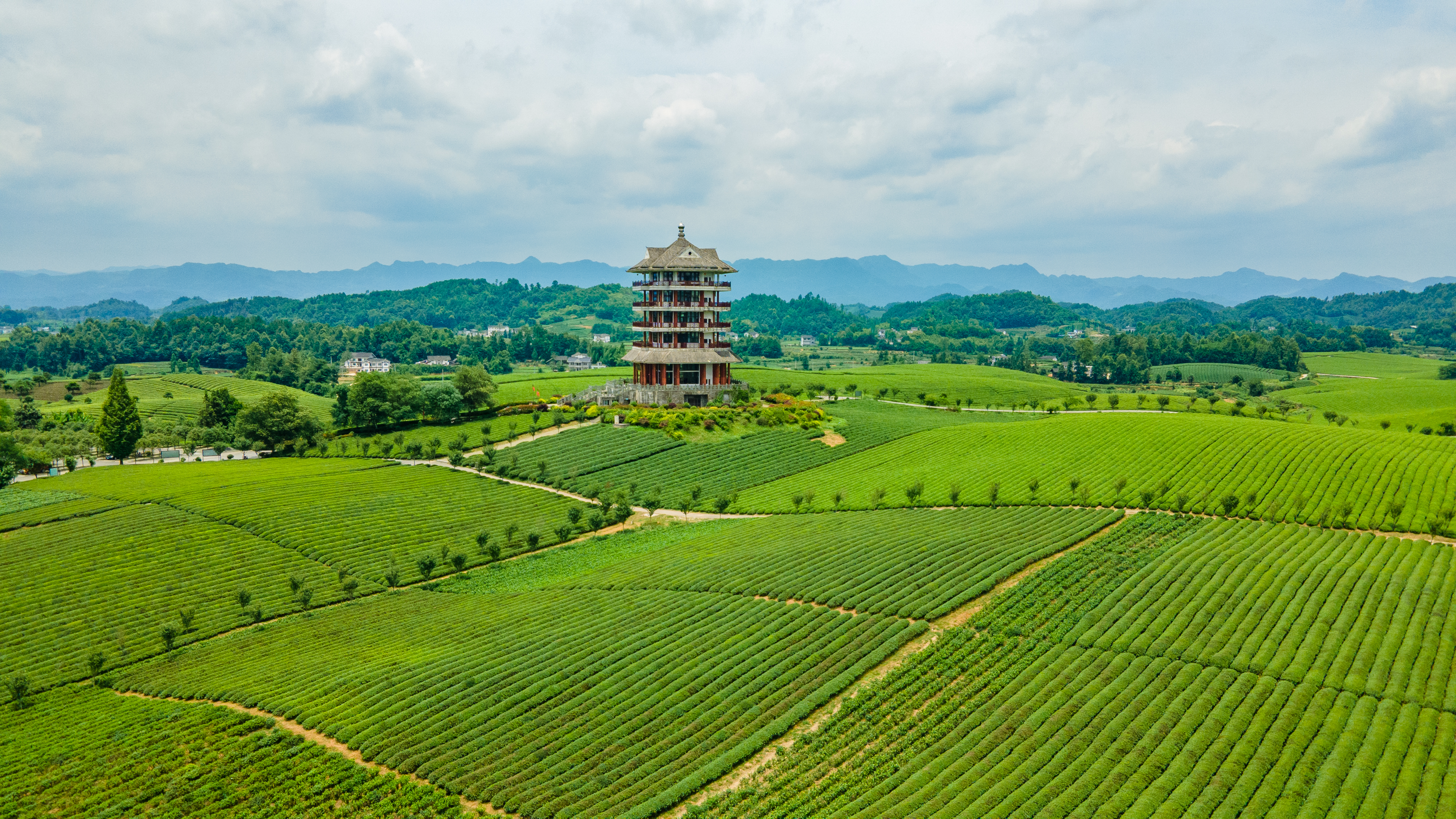 17506500263052.jpg 湄潭县永兴镇万亩茶海.jpg