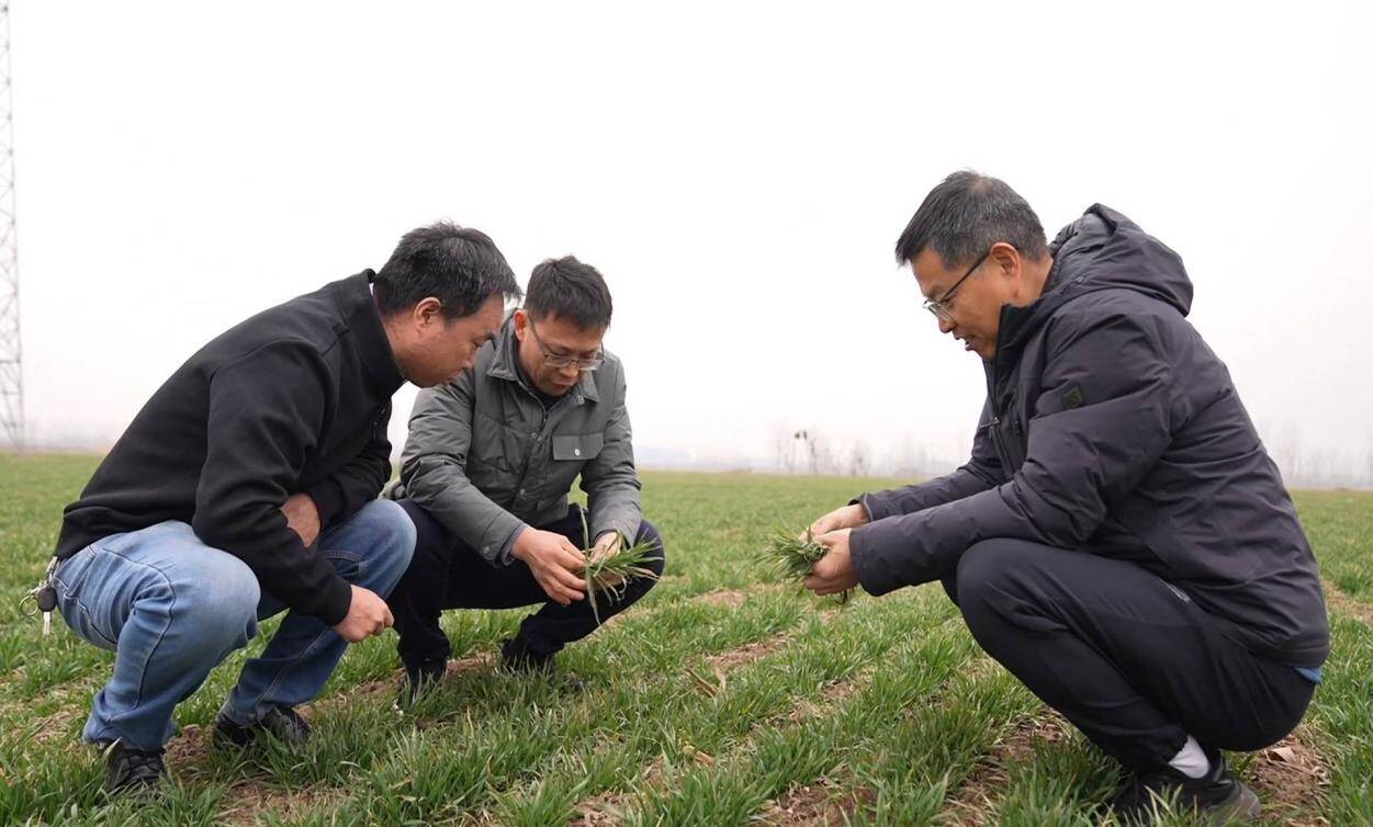 农技专家把脉春季麦田