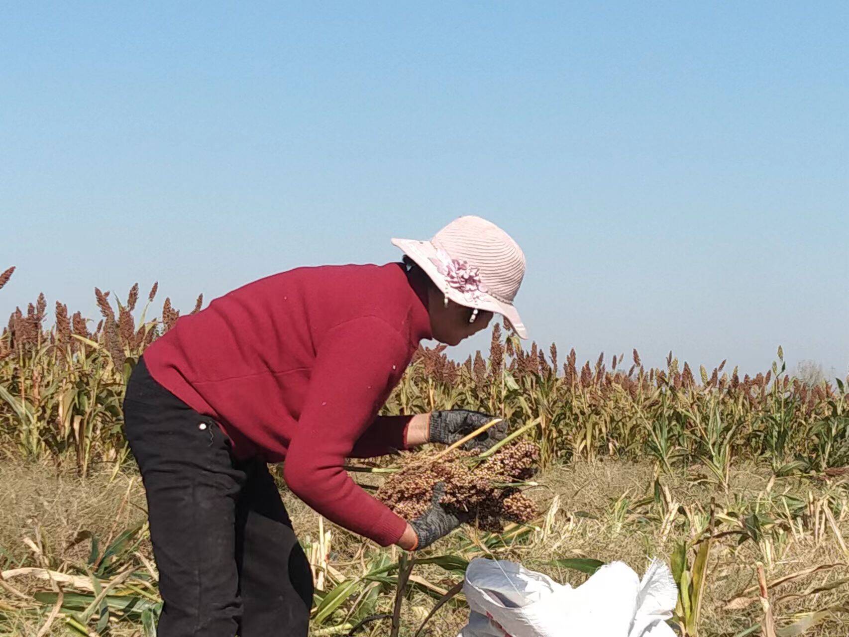 临沭县大兴镇种粮大户高粱丰收确保颗粒归仓