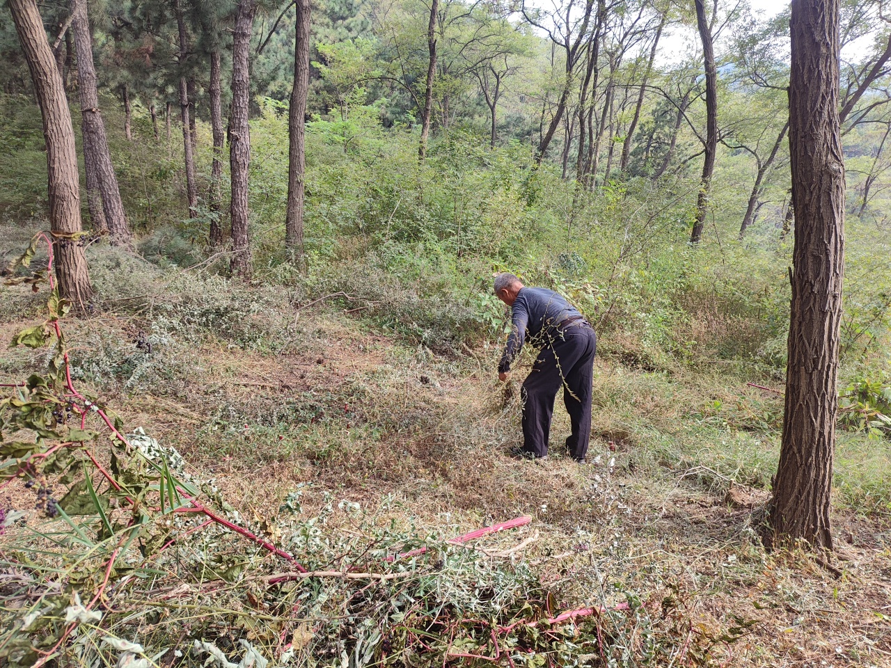 蒙阴县联城镇积极探索森林防火产业发展乡村治理三位一体乡村振兴新