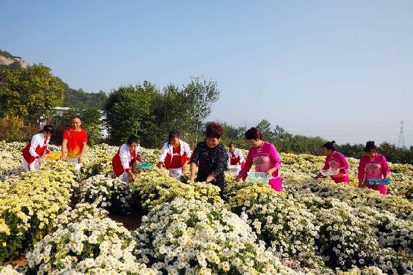 山东平邑仲村镇周郭庄村举办仙姑山首届菊花节赶黄河大集活动
