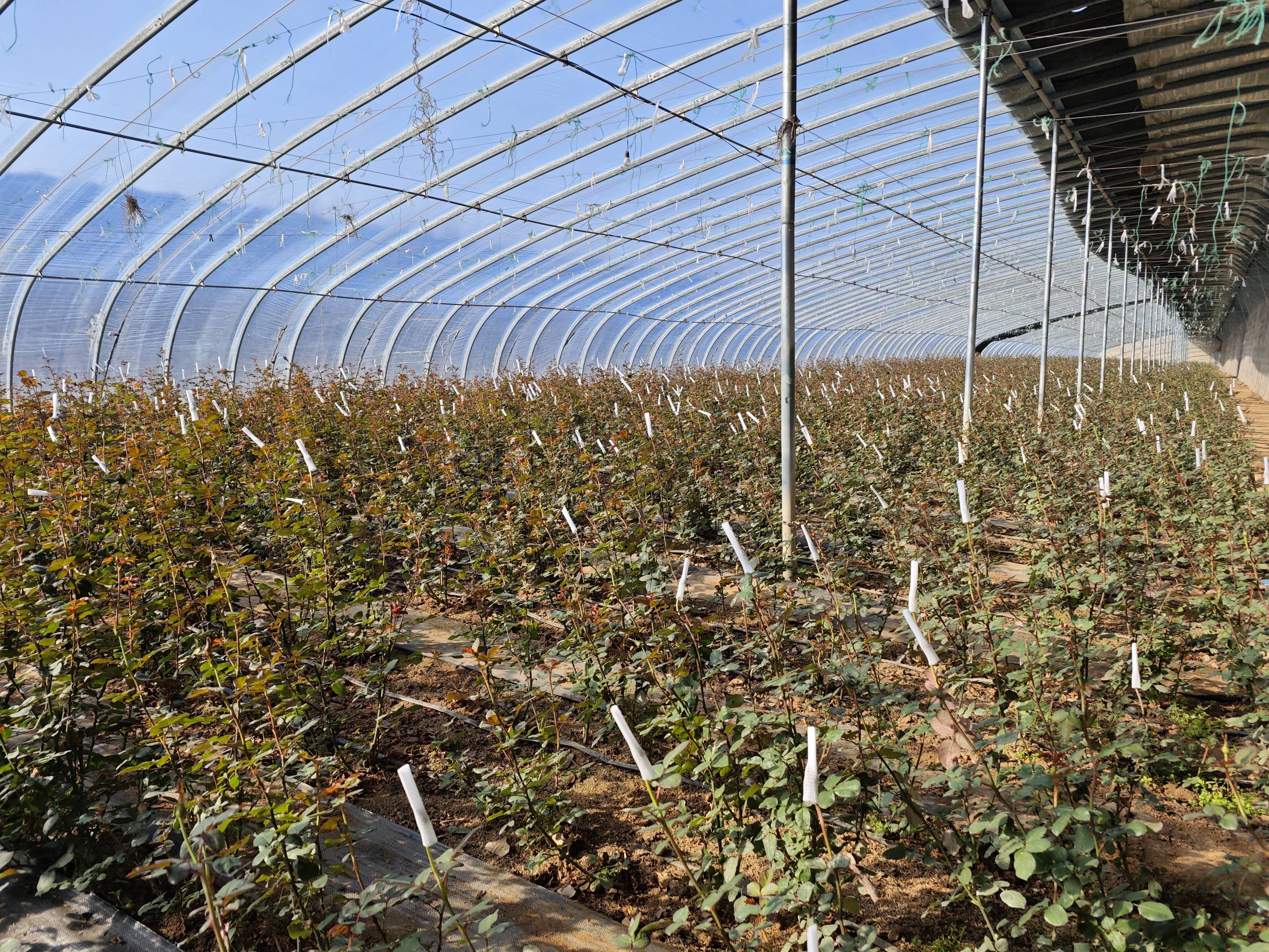 山东平邑丰阳镇玫瑰绽放美丽经济为乡村振兴增姿添彩