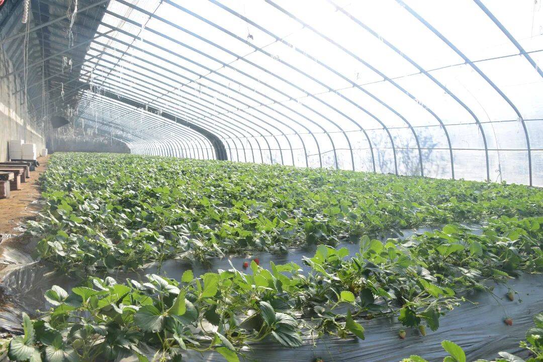 闪电号>媒体>平邑融媒>在栏马村蔬菜大棚种植基地,一栋栋日光温室整齐