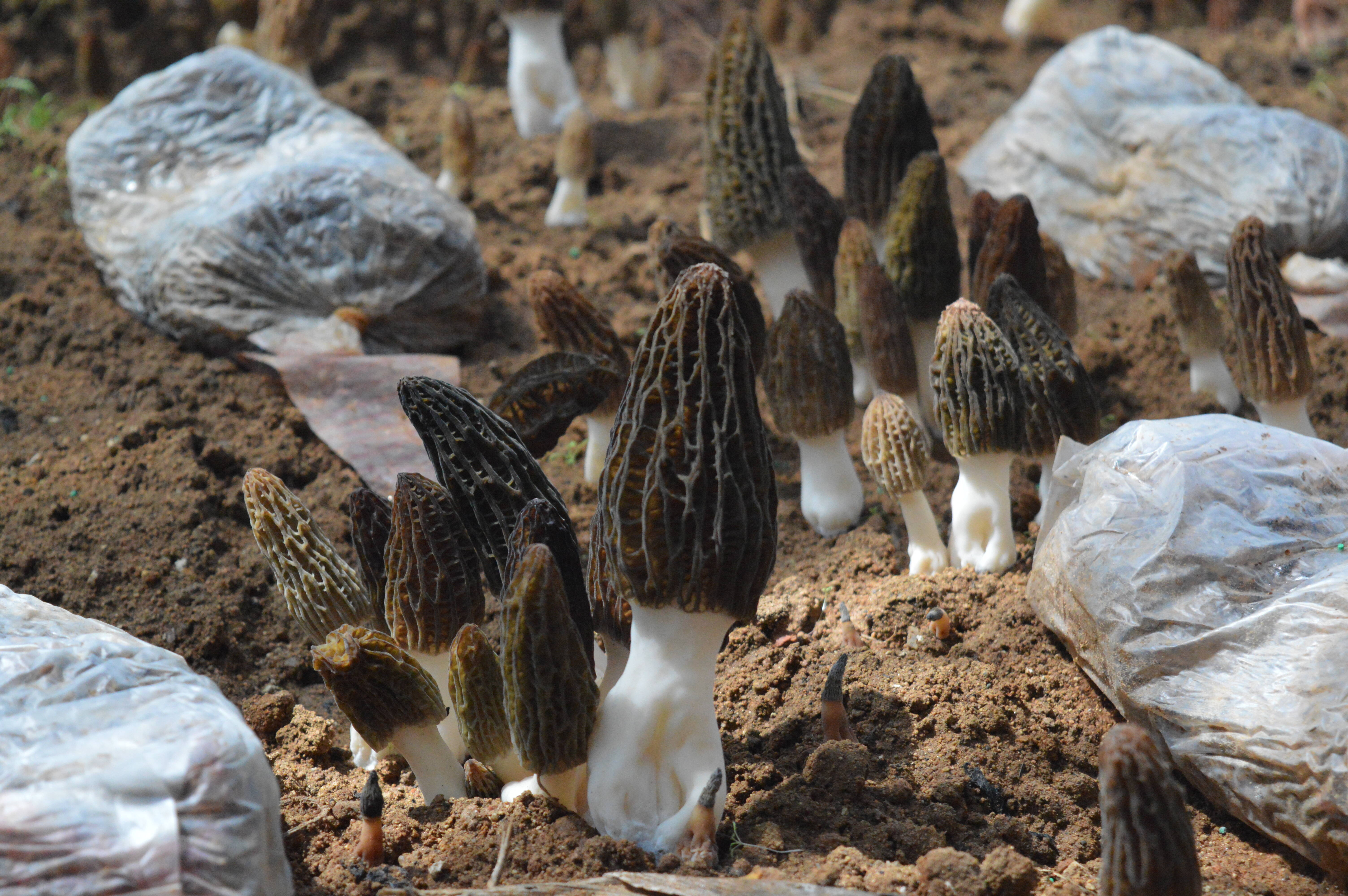 山东平邑丰阳镇羊肚菌抢鲜上市奏响春日丰收曲