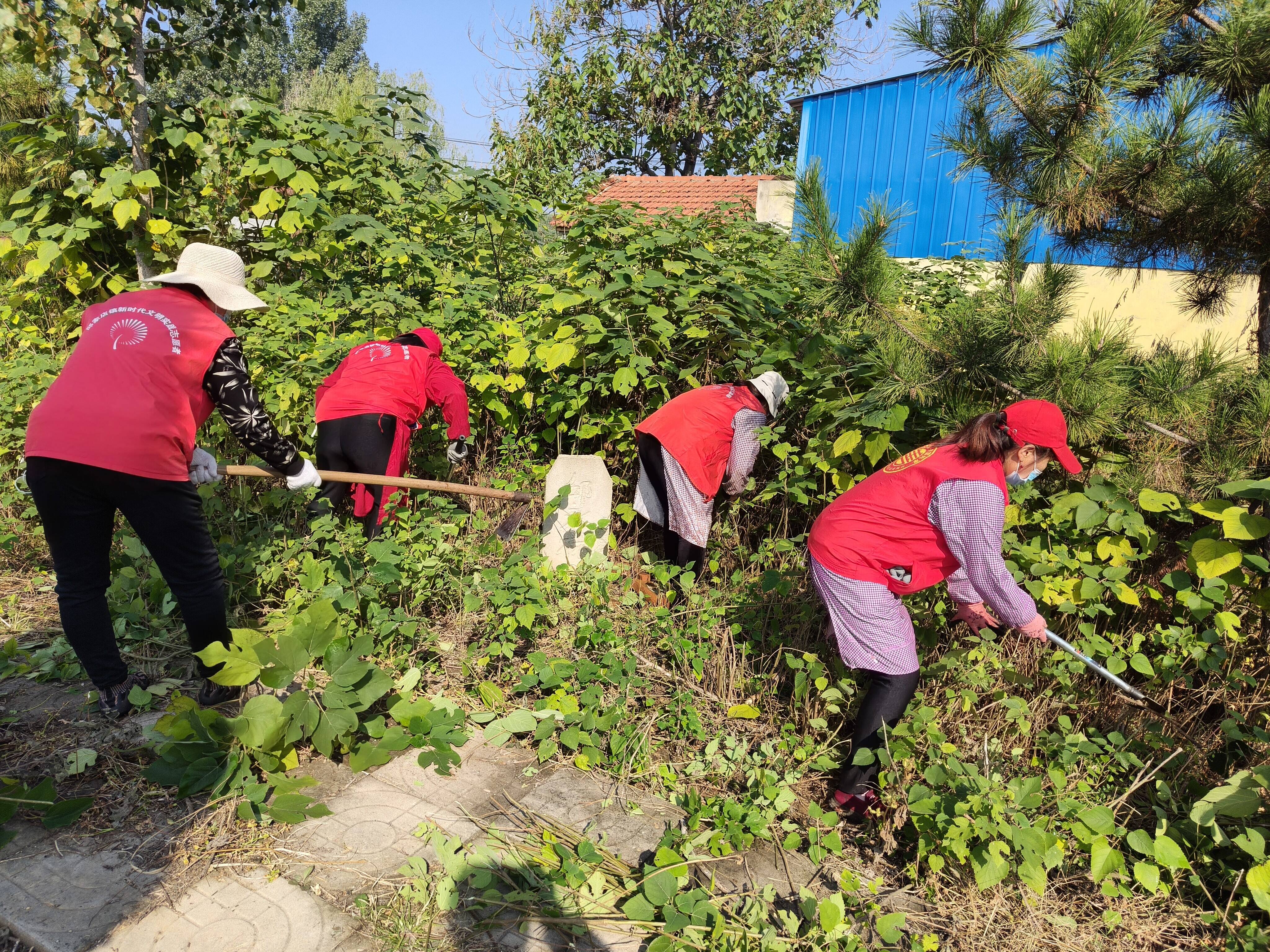 泰山区乡村振兴齐鲁样板