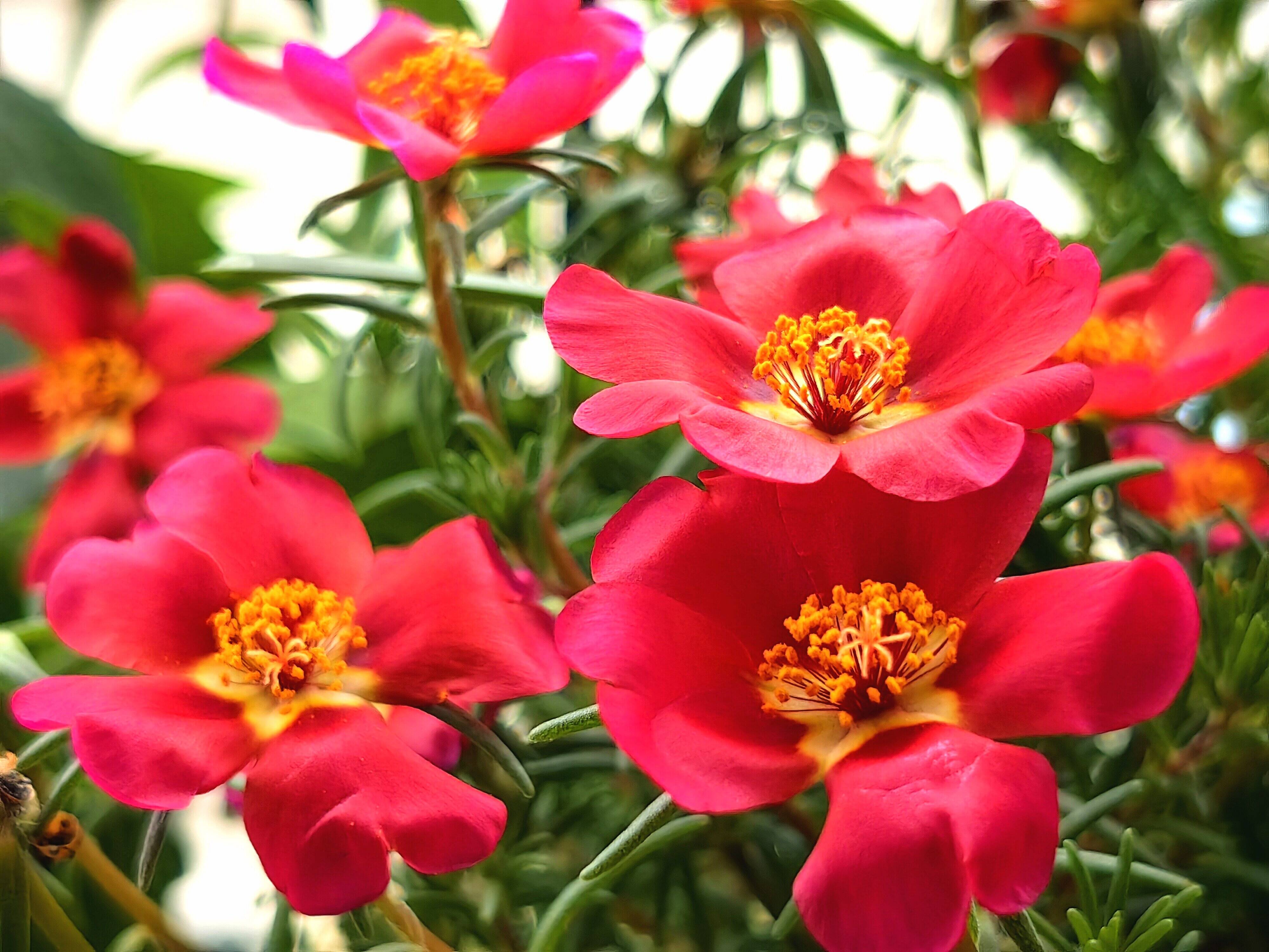 夏日盛开的马齿苋花