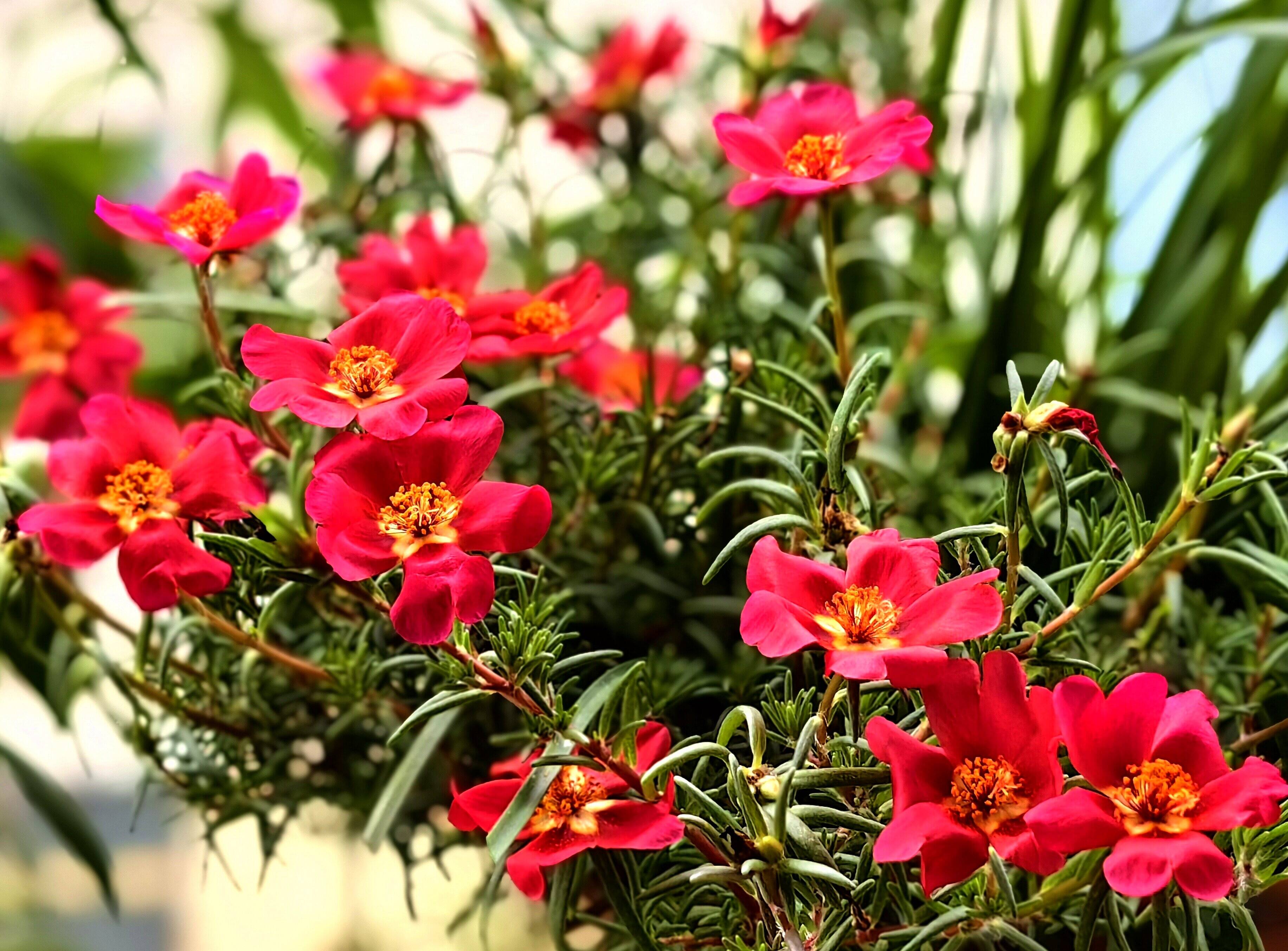 夏日盛开的马齿苋花