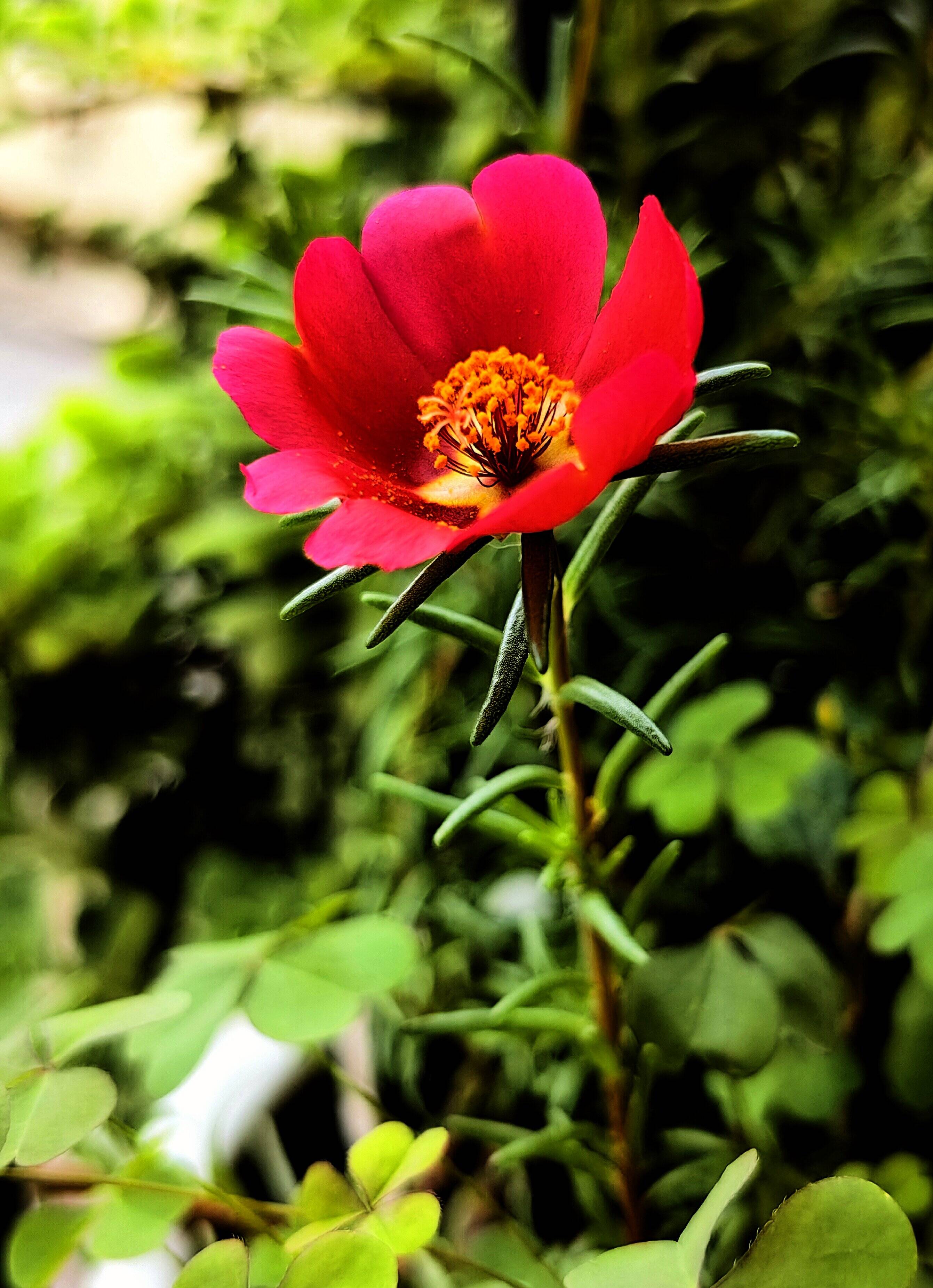 夏日盛开的马齿苋花