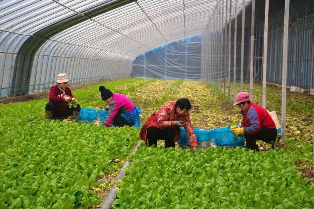 宁阳县乡饮乡蔬菜绿油油丰收乐呵呵