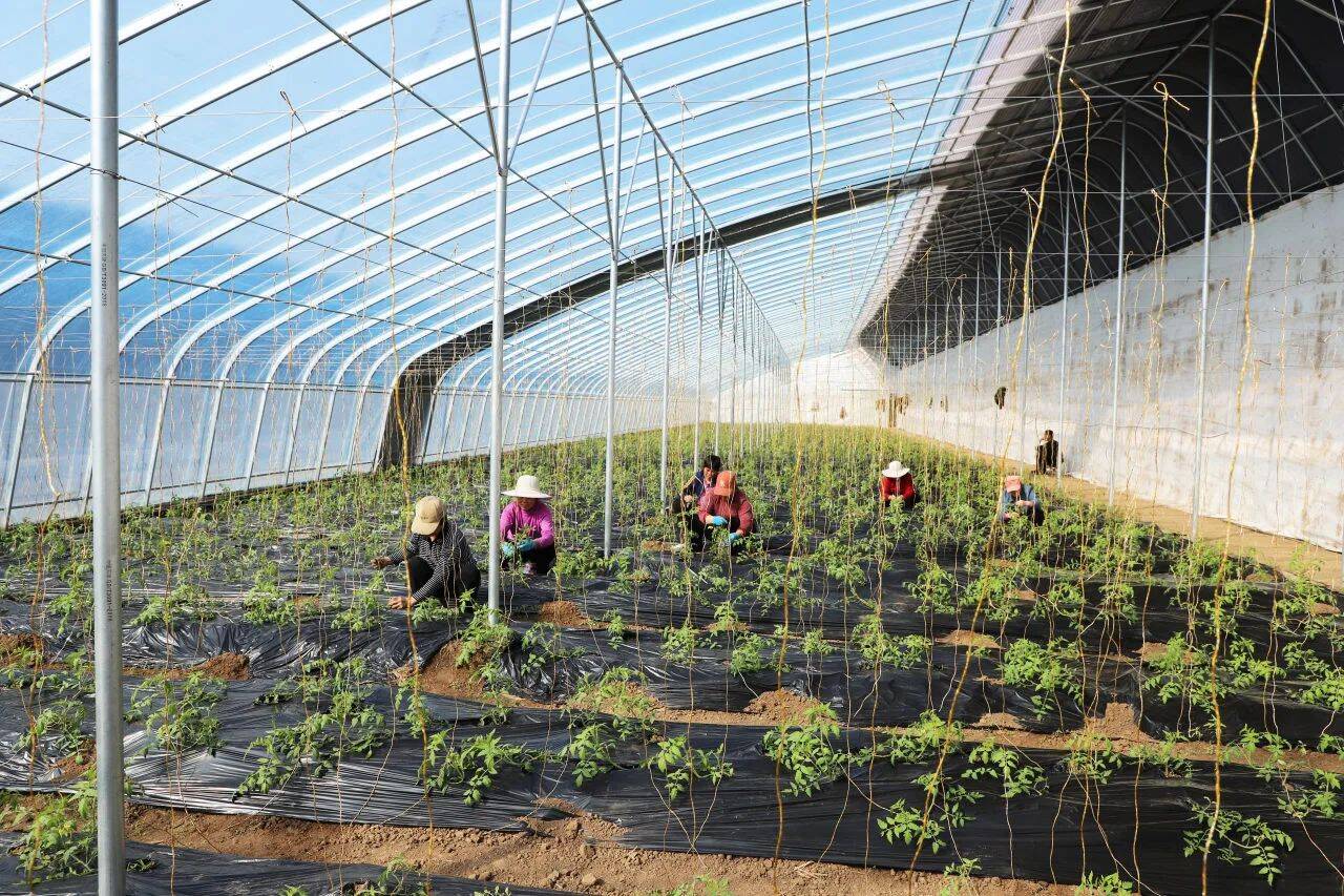 一排整齐的温室大棚分立田间,在西瓜,西红柿大棚里,瓜苗,西红柿苗拔节