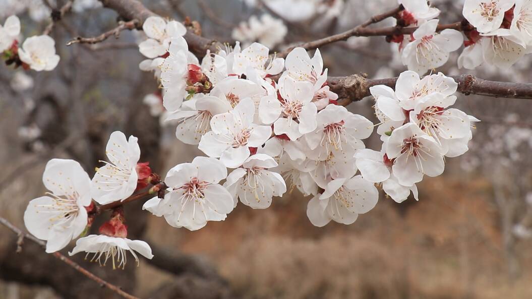 宁阳县葛石镇花开正盛春光正好