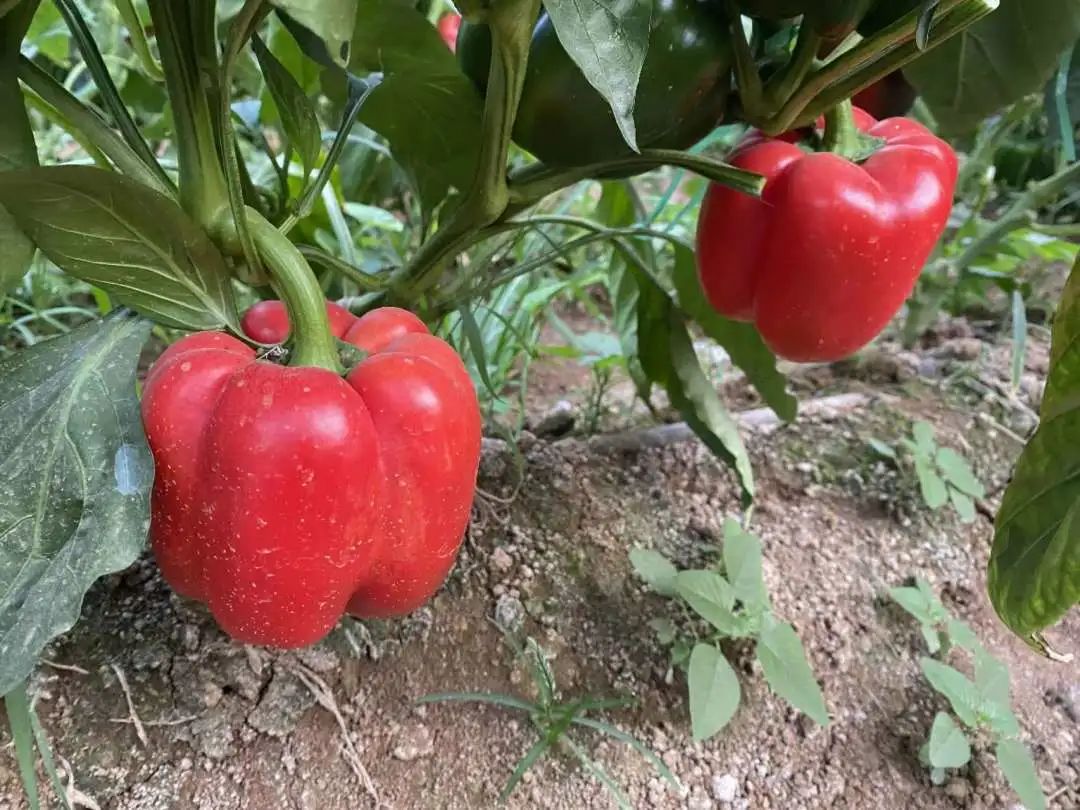 彩椒种植图片