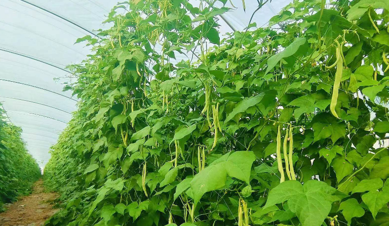 东北地区适合种植什么作物(东北地区适合种什么经济作物)
