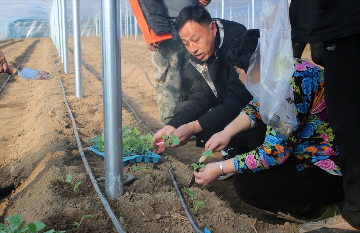 東平縣新湖鎮綠芽芽變身金苗苗