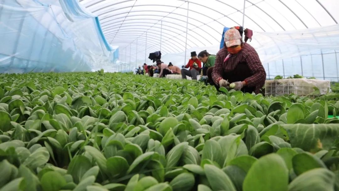 东平县梯门镇天冷大棚暖蔬菜采收忙