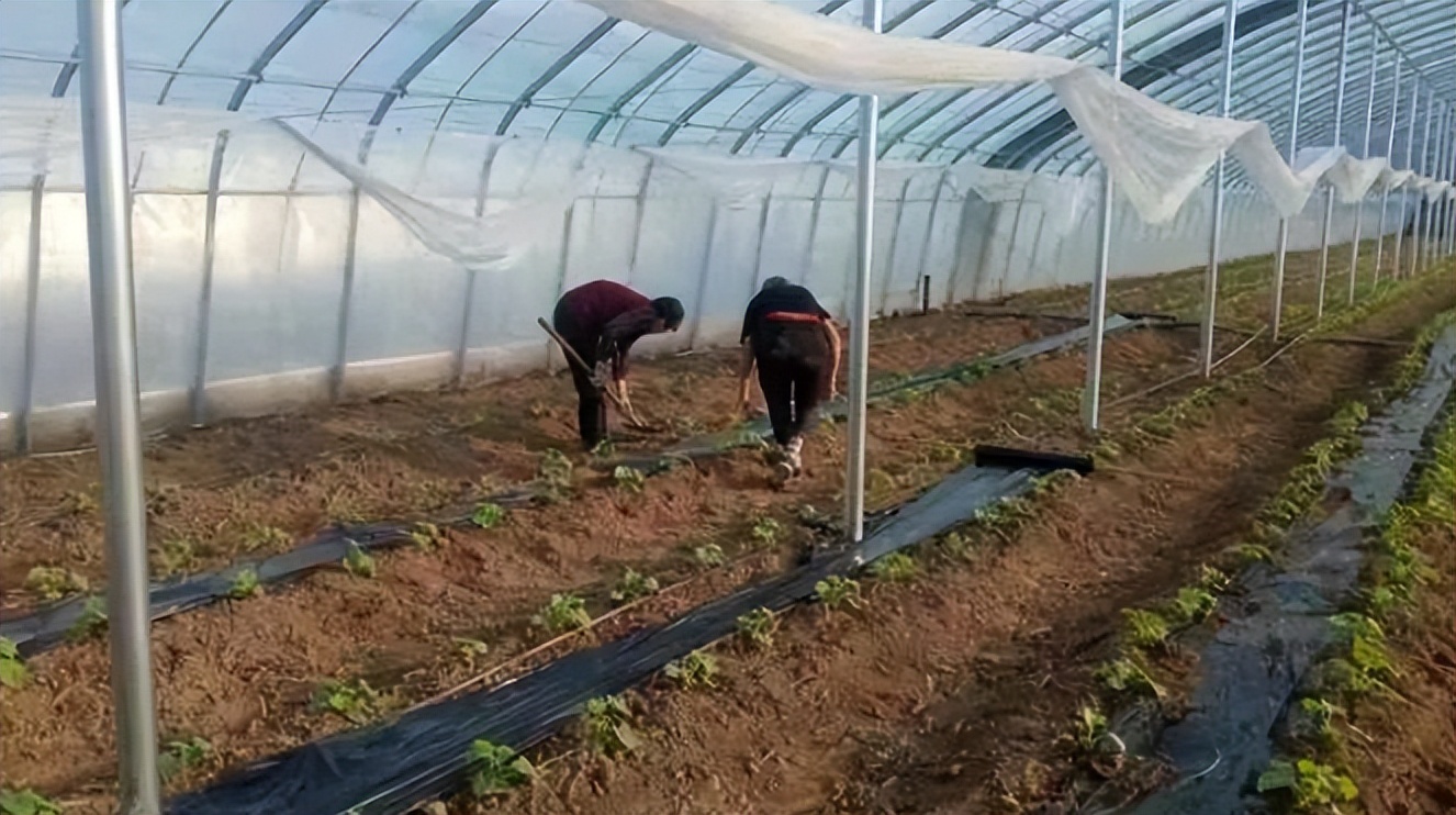 东平县新湖镇大棚瓜苗培育忙