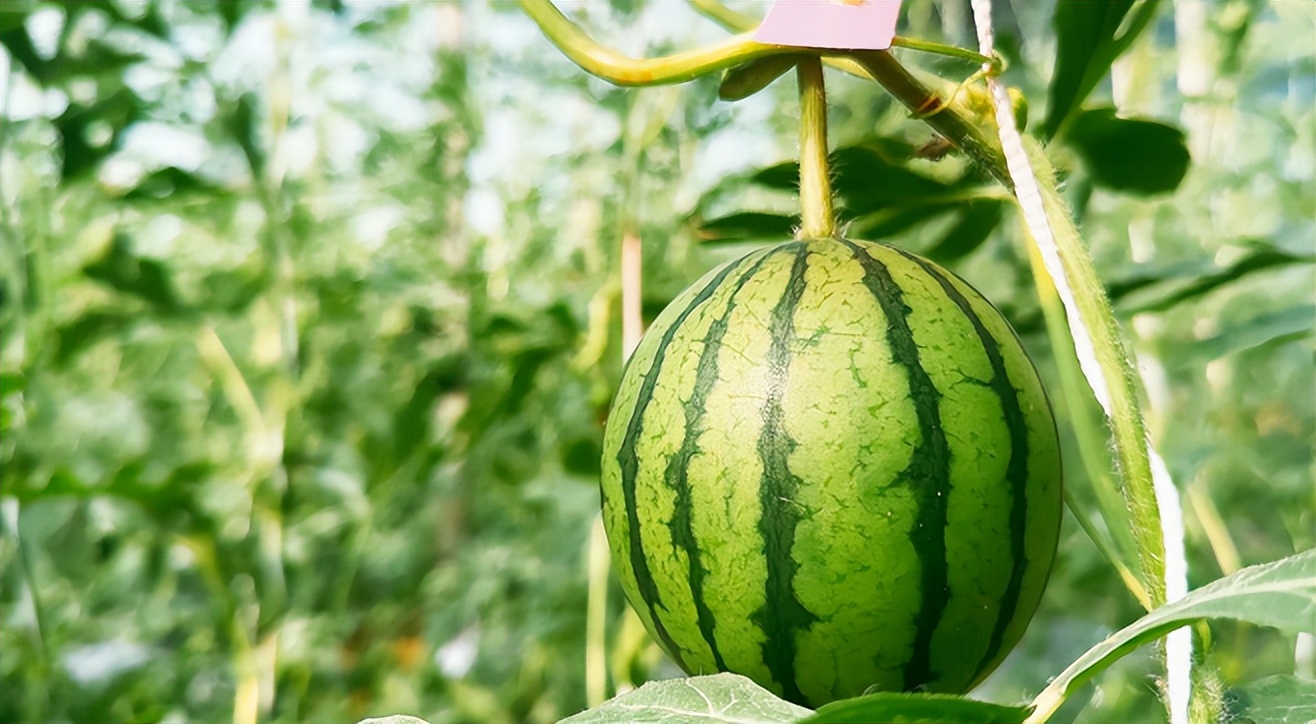 东平县彭集街道觅春光瓜果闹春忙