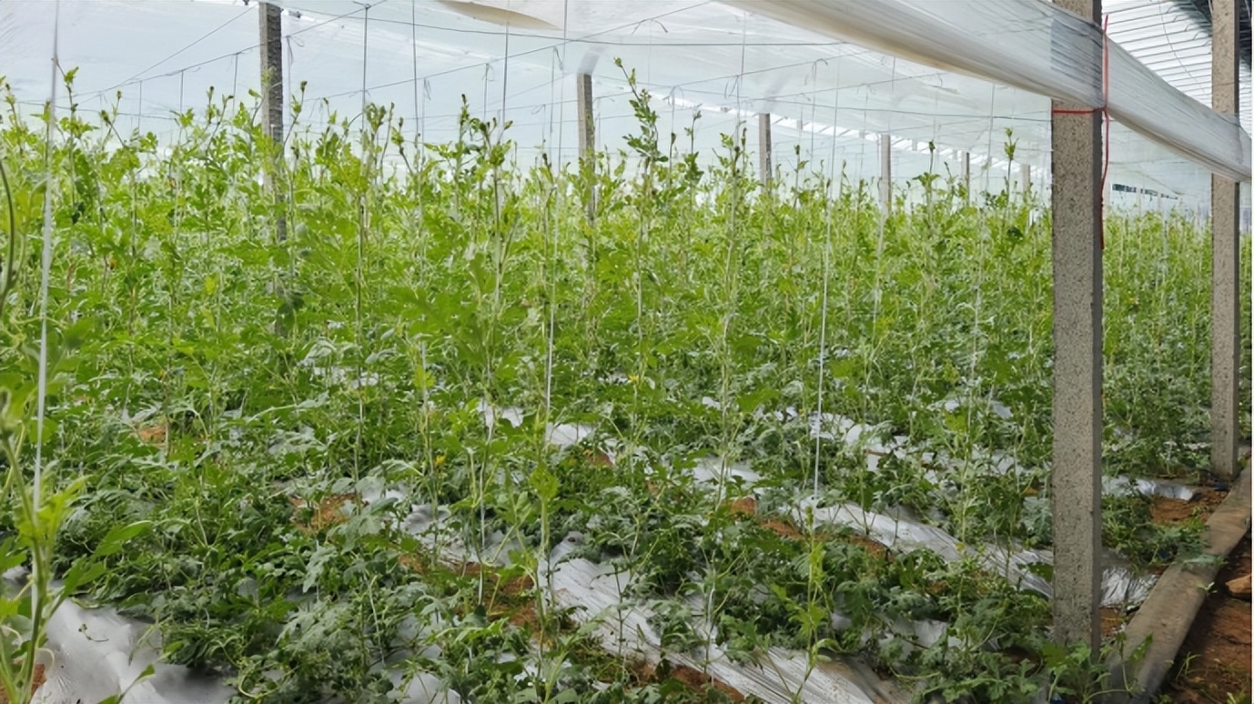 东平县彭集街道解锁种瓜新技能