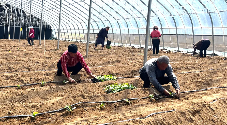 东平县沙河站镇不负好时光接茬种植忙