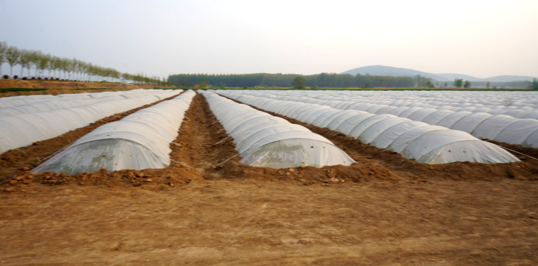 东平县斑鸠店镇小小辣椒苗孕育丰收大希望