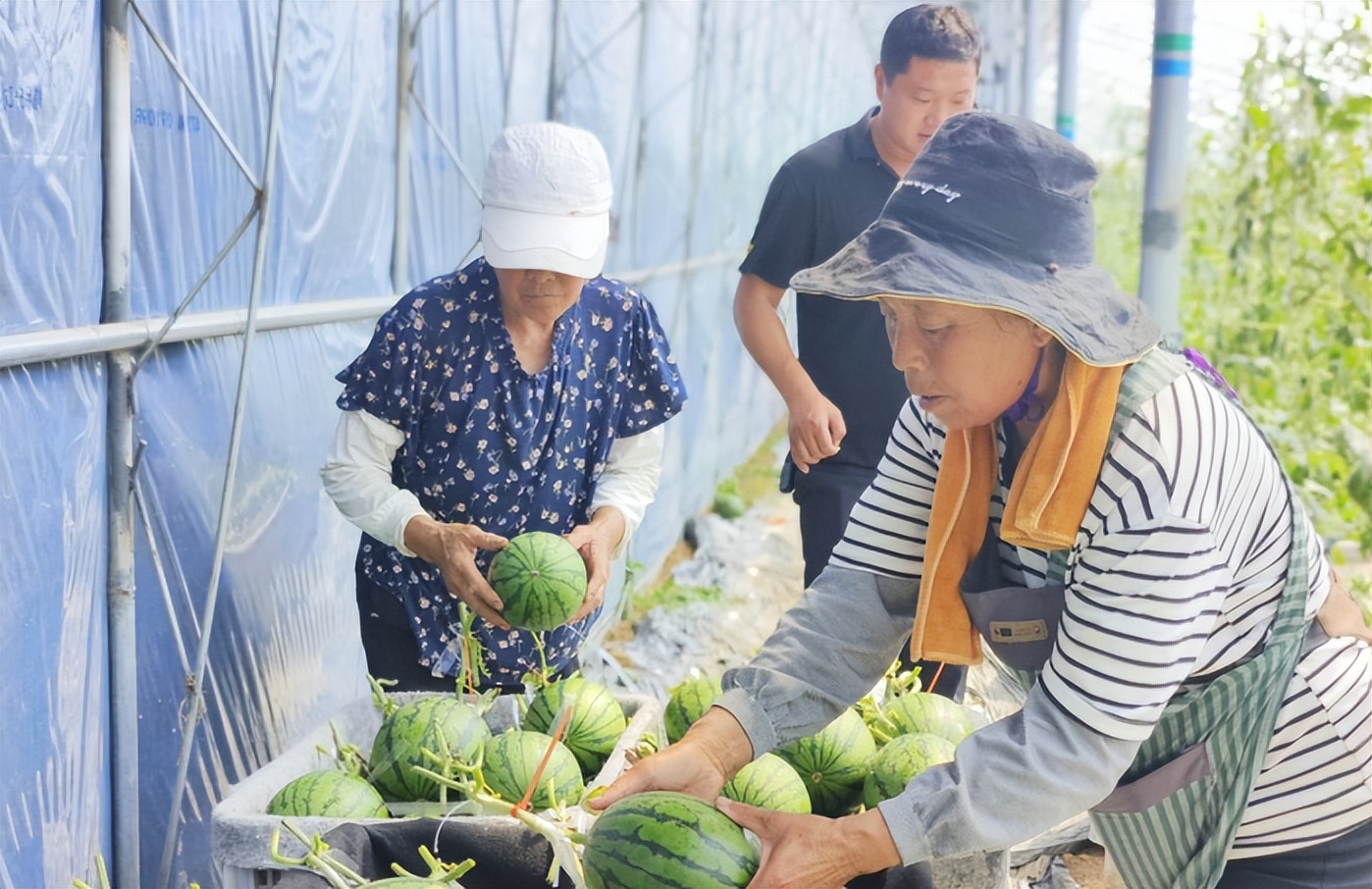 东平县彭集街道:西瓜喜丰收 铺就"甜蜜"致富路