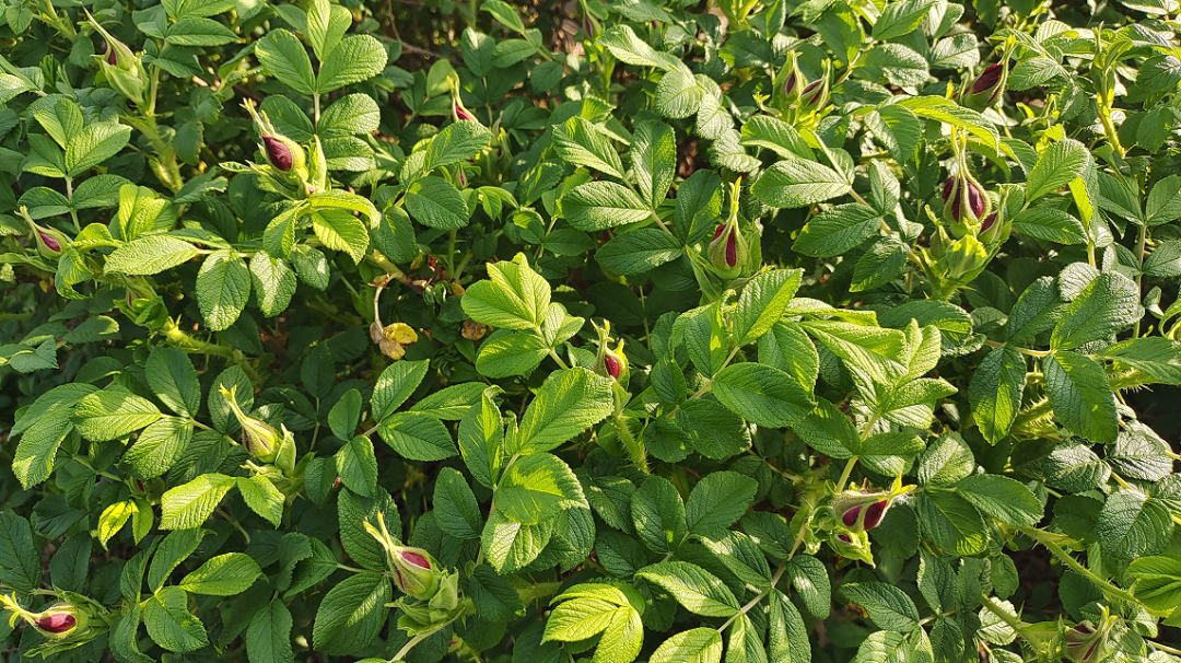 东平县老湖镇:迎丰收 花香四溢采摘忙