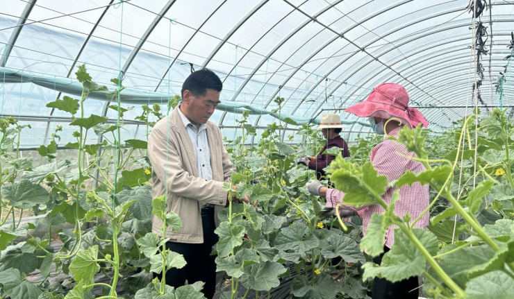 东平县大羊镇:送技术 瓜果飘香助增收