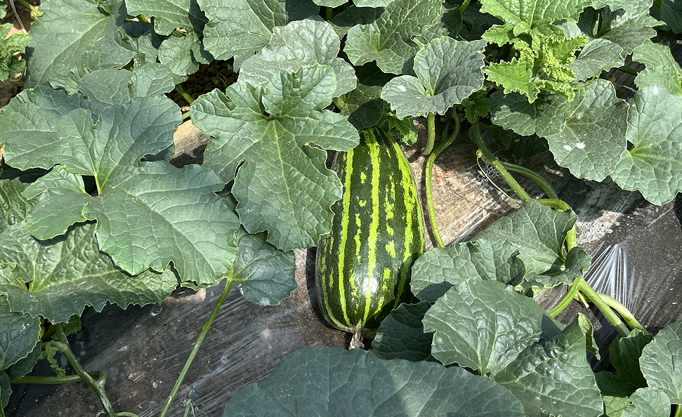 东平县沙河站镇:瓜果飘香时 增收甜蜜蜜