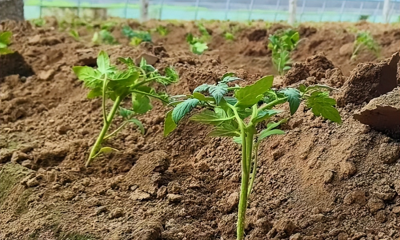 东平县彭集街道:西红柿移栽种植工作有序开展