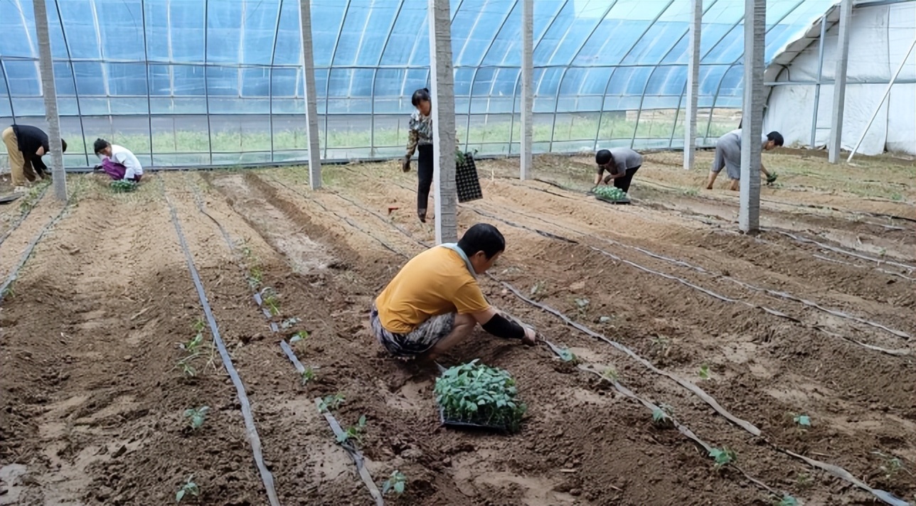 彩椒种植图片