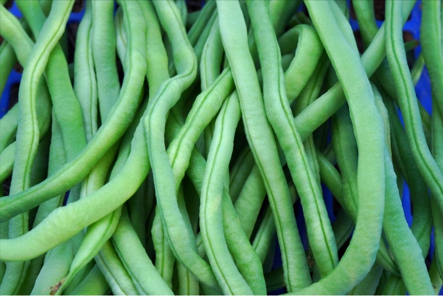 东平县沙河站镇:无丝豆喜迎丰收