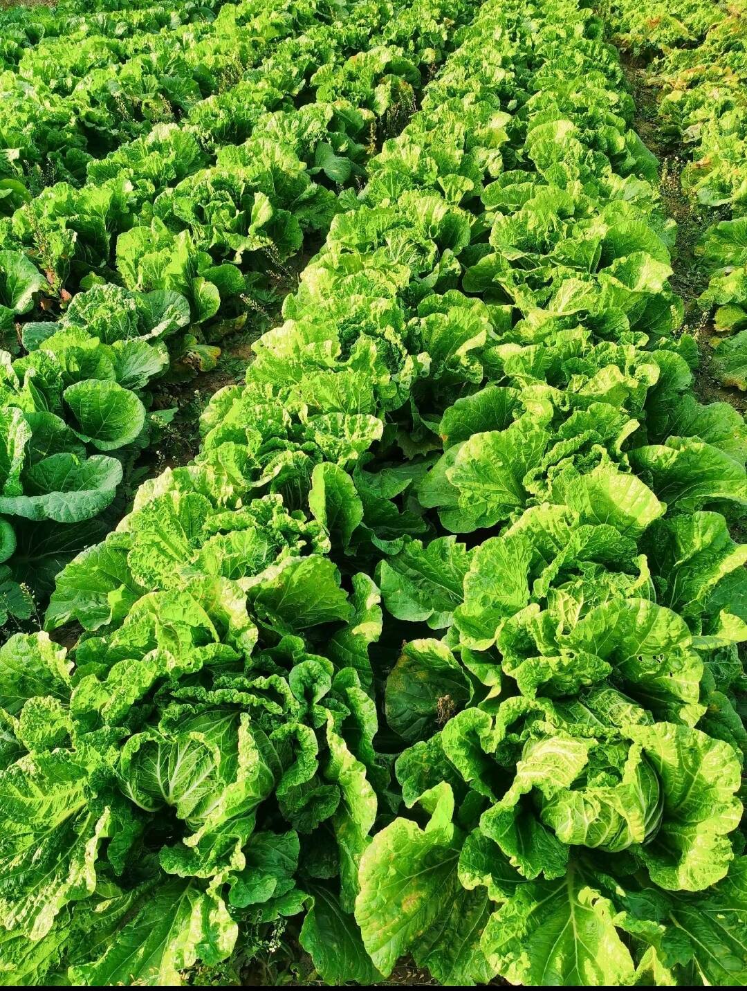 应对寒潮天气德城区农业农村局发布蔬菜生产管理指导意见