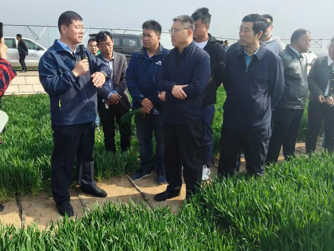 德州市2024年小麦中后期管理技术观摩培训会在临邑县德平镇召开